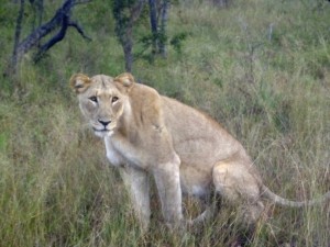 Lion pregnant peeing