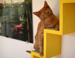 climbing shelves