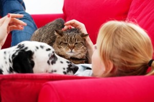 Dogs are jealous, new research shows