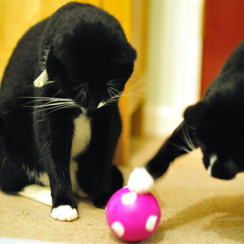 Cats hunting with toys: Pet problems solved