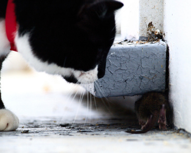 Cat hunting behaviour: Pet problems solved