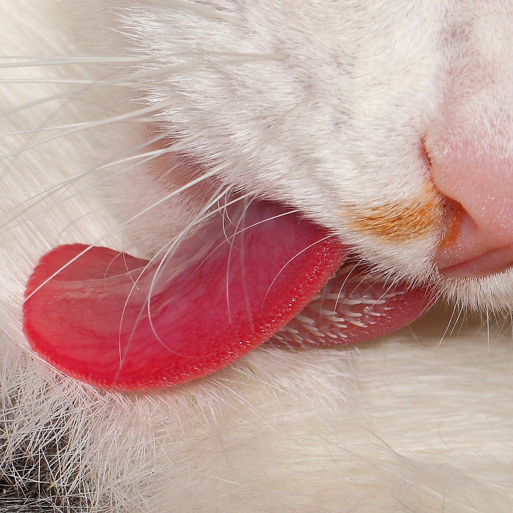 Cat licking behaviour