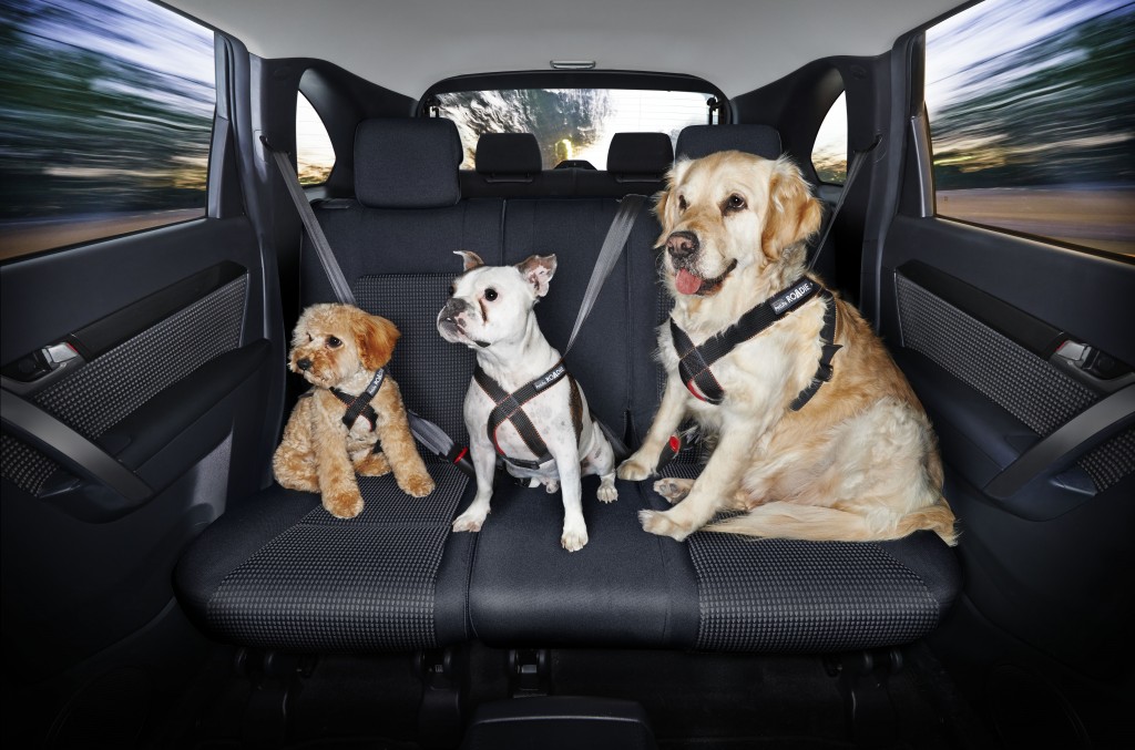 Purina Petlife Roadie: Dog Safety in Cars