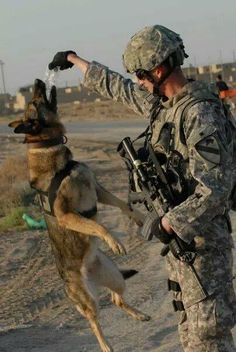 Paws to remember the dogs of war