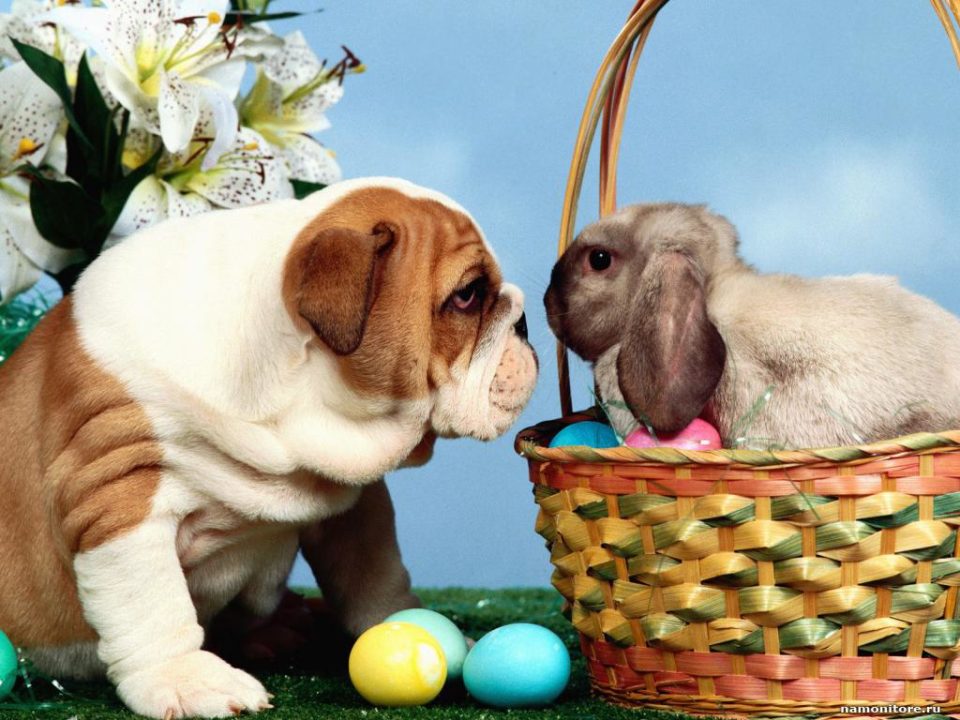 Things To Do with Your Dog this Easter