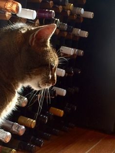 Wine Dogs & Wine Cats