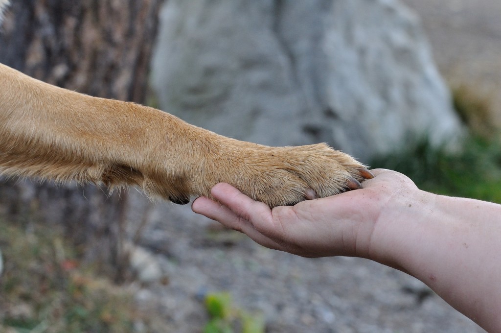 NAVIGATING GRIEF WITH THE HELP OF MAN’S BEST FRIEND