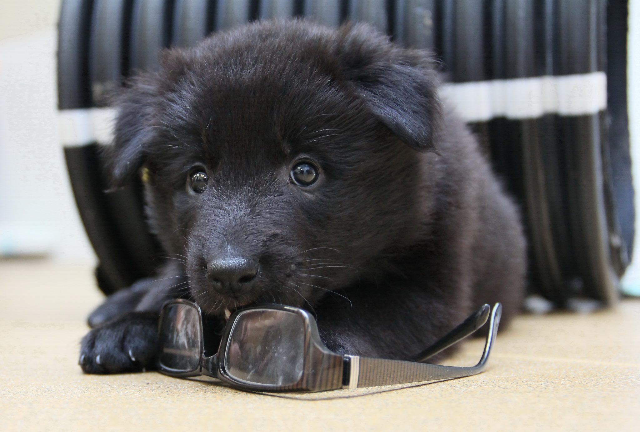 Take Your Dog to Work Day: Pet Problems Solved