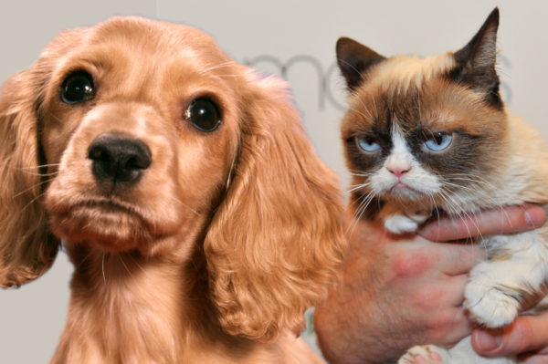 Cats vs Dogs: Who loves you more?