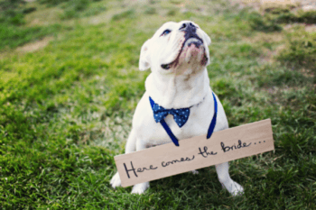 WAYS TO INCLUDE YOUR DOG IN YOUR WEDDING PHOTOS