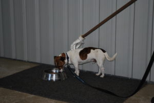 Assessing resource guarding wet food with fake hand