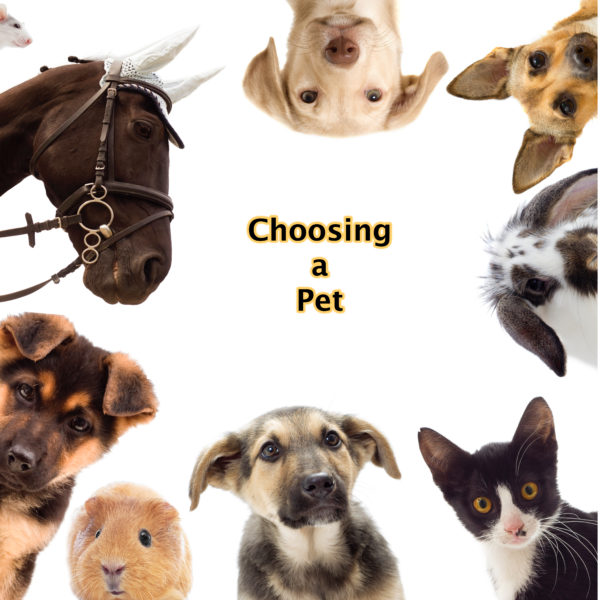 Choosing a pet – tips and guides