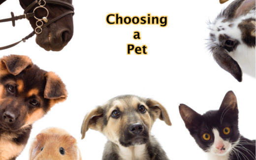 Choosing a pet – tips and guides