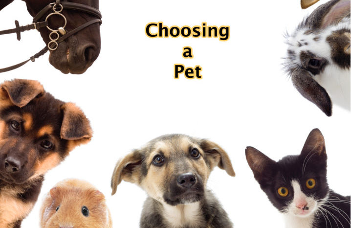 Choosing a pet – tips and guides