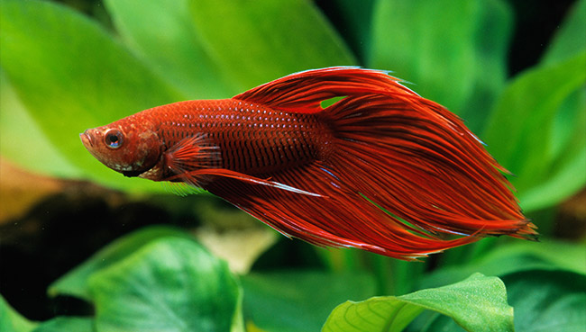 best-ways-to-relax-with-your-betta-fish