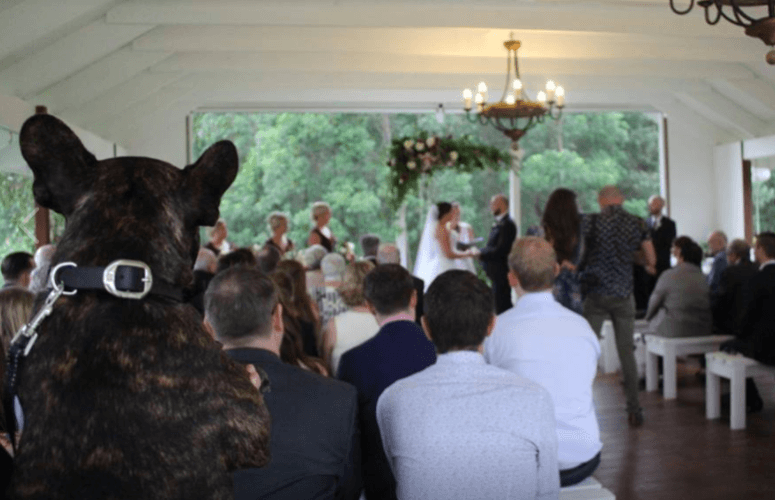 Pets at your wedding