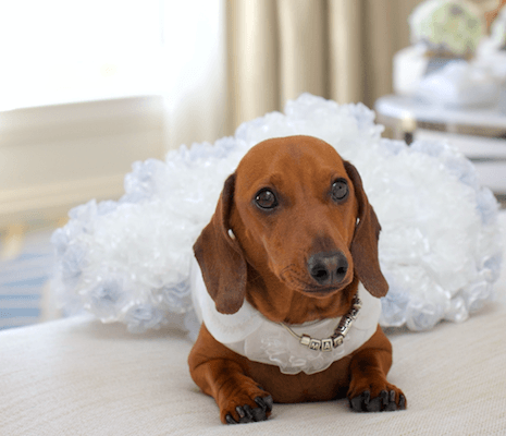 Pets at your wedding