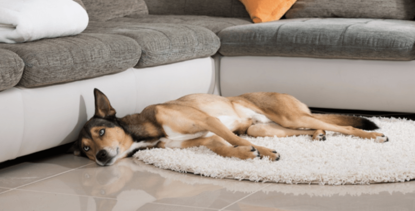 Flooring for pets