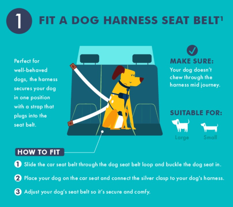 How To Make a Good Traveler of Your Dog: Pet Problems Solved