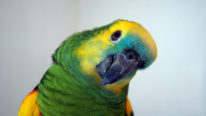 Parrot games