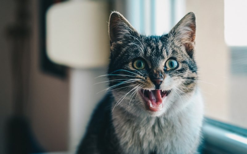 Signs that your cat is a flirt?