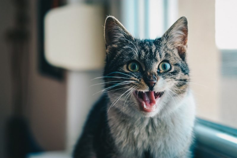 Signs that your cat is a flirt?