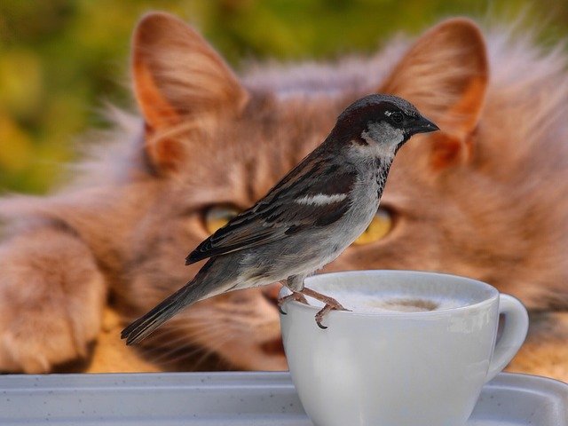 Cats and birds