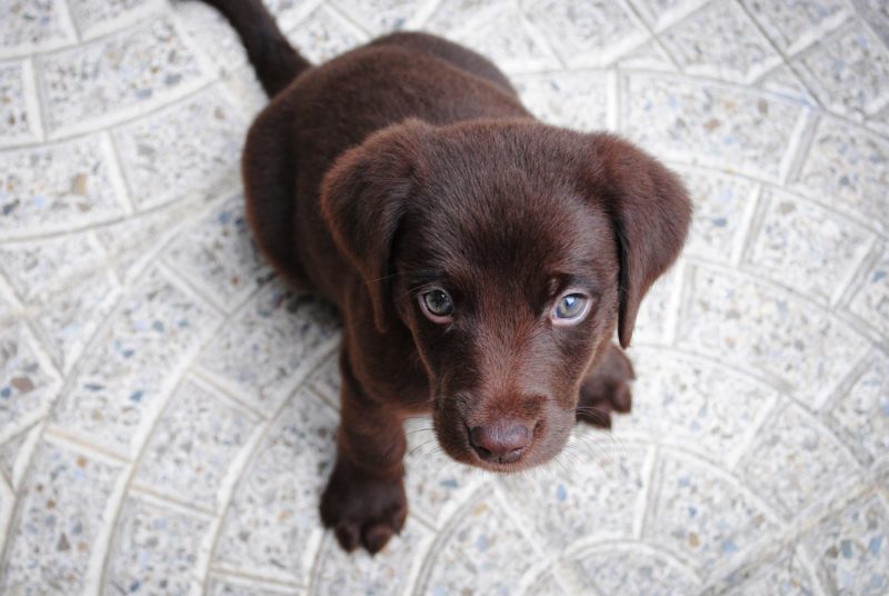 Puppy Learning: A guide to canine learning and training your new pup