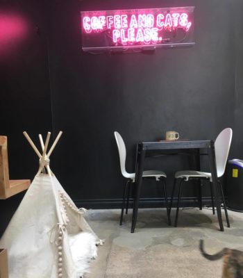 Crumbs & Whiskers: Visit to L.A. Cat Cafe