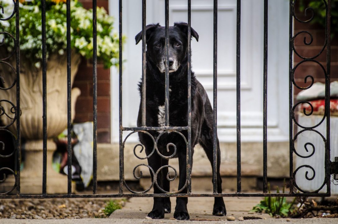 Pet friendly housing at Pet Problems Solved