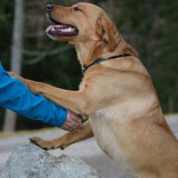 Why dogs are so friendly to humans