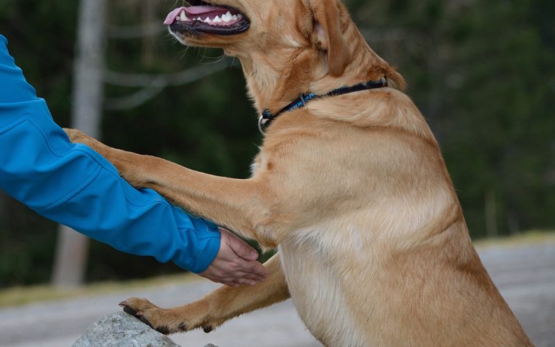 Why dogs are so friendly to humans