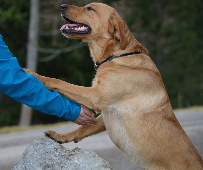 Why dogs are so friendly to humans