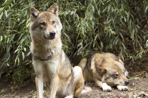 HOW WOLF-LIKE IS YOUR MODERN-DAY DOG?