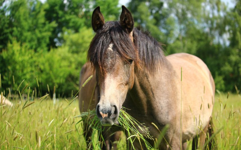 Buying a horse