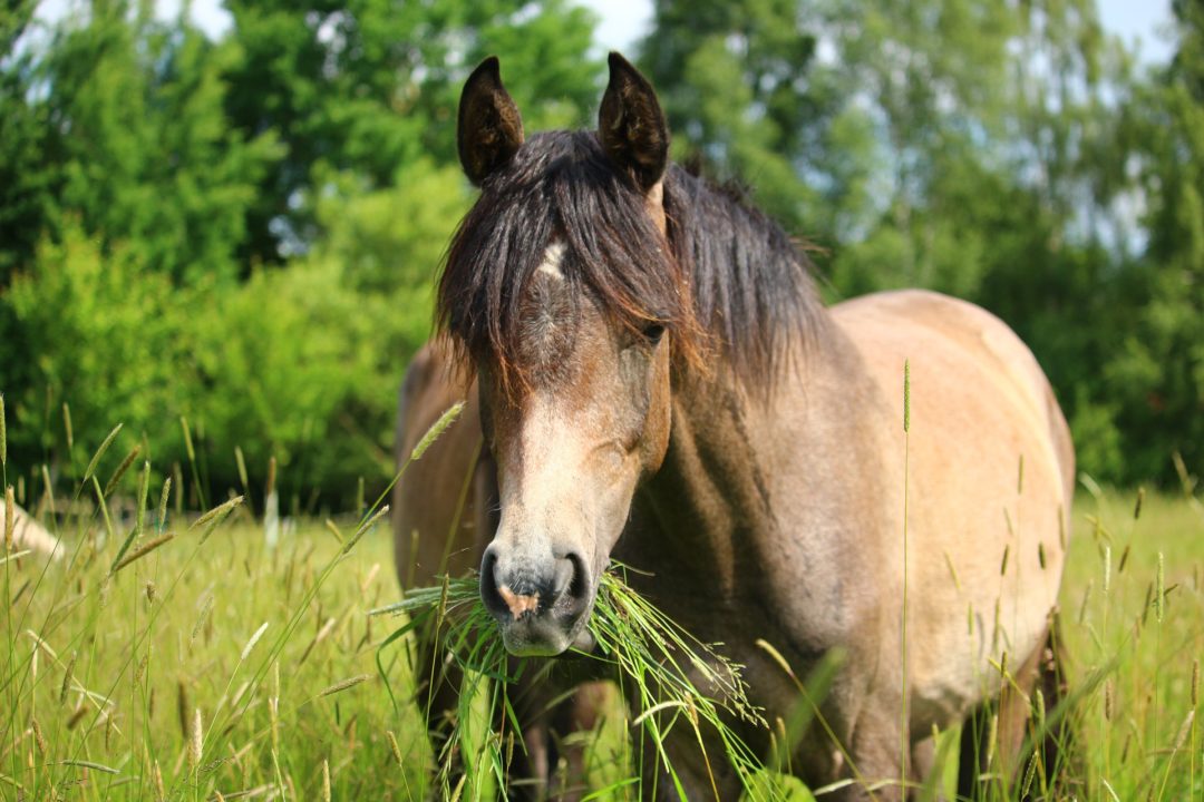 Buying a horse