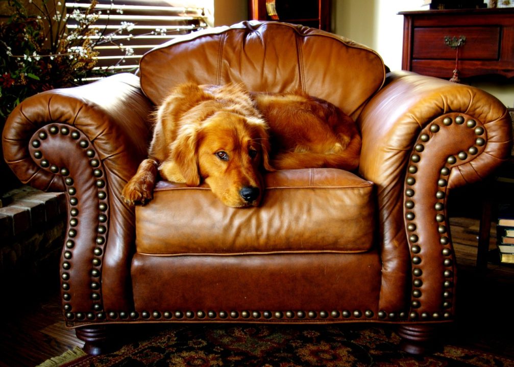 Best furniture for pets