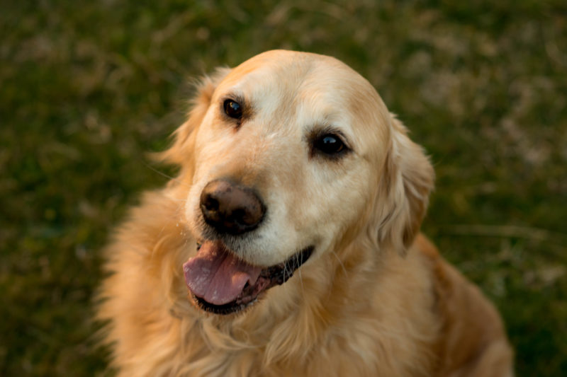 Australian Dog of the Year 2017