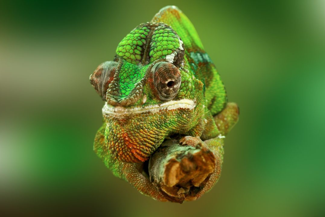 10 Weird And Wonderful Facts About Reptiles