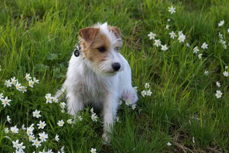 Poisonous Plants for Dogs and Cats to Avoid