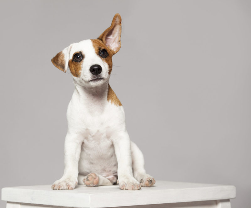 How to Clean Dog Ears: A Simple Guide for Dog Lovers!