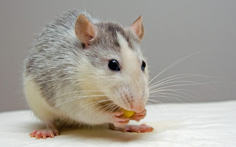 Adopting a rat on Pet Problems Solved