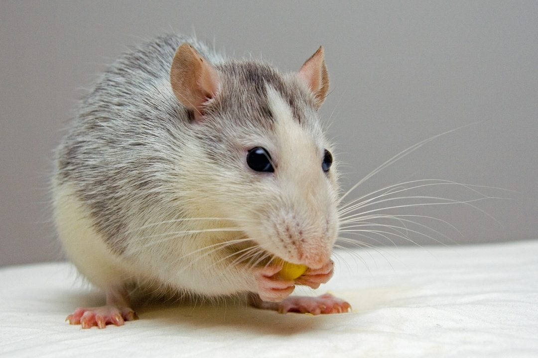 Adopting a rat on Pet Problems Solved