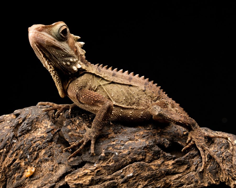 10 Weird And Wonderful Facts About Reptiles