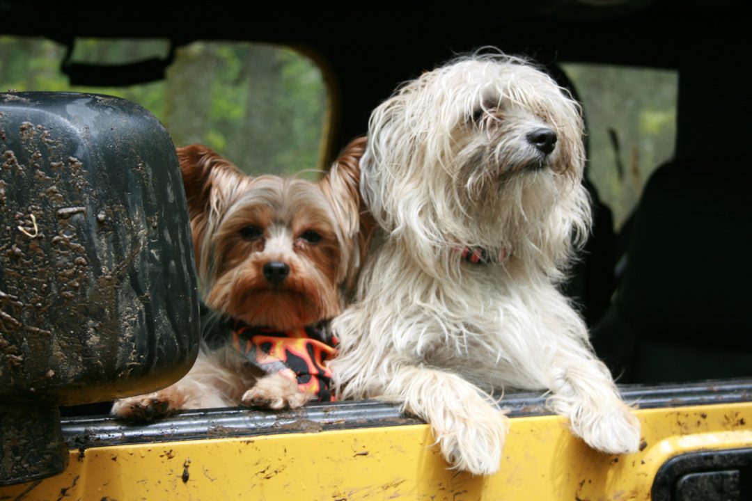 Traveling Safely on a Bus with Pets in Just a Few Steps