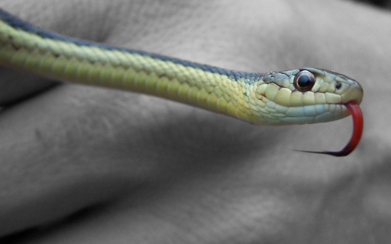 10 Weird And Wonderful Facts About Reptiles