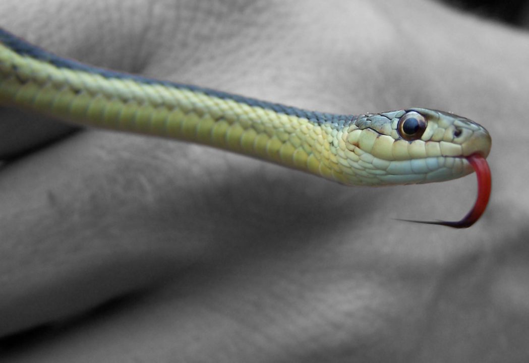 10 Weird And Wonderful Facts About Reptiles