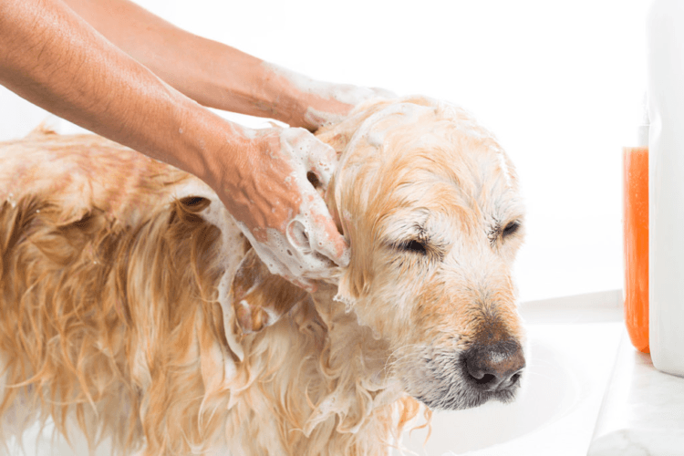 How to Provide a Safe Bathroom Environment for Your Dog