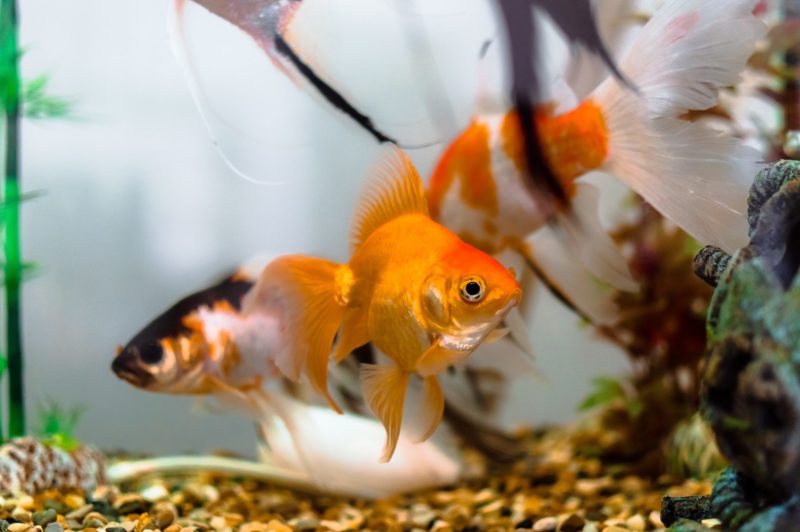 Do fish have feelings? Animal sentience explained