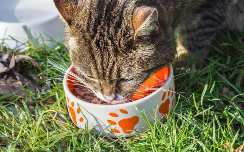 Cats vs Dogs: 5 Differences in Nutritional Needs